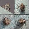 Issus coleoptratus